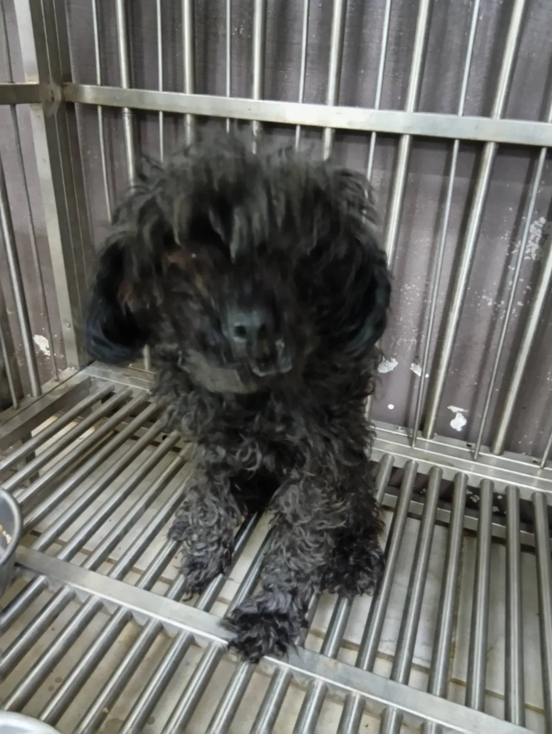 貴賓犬