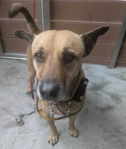 混種犬