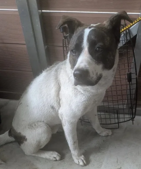 混種犬