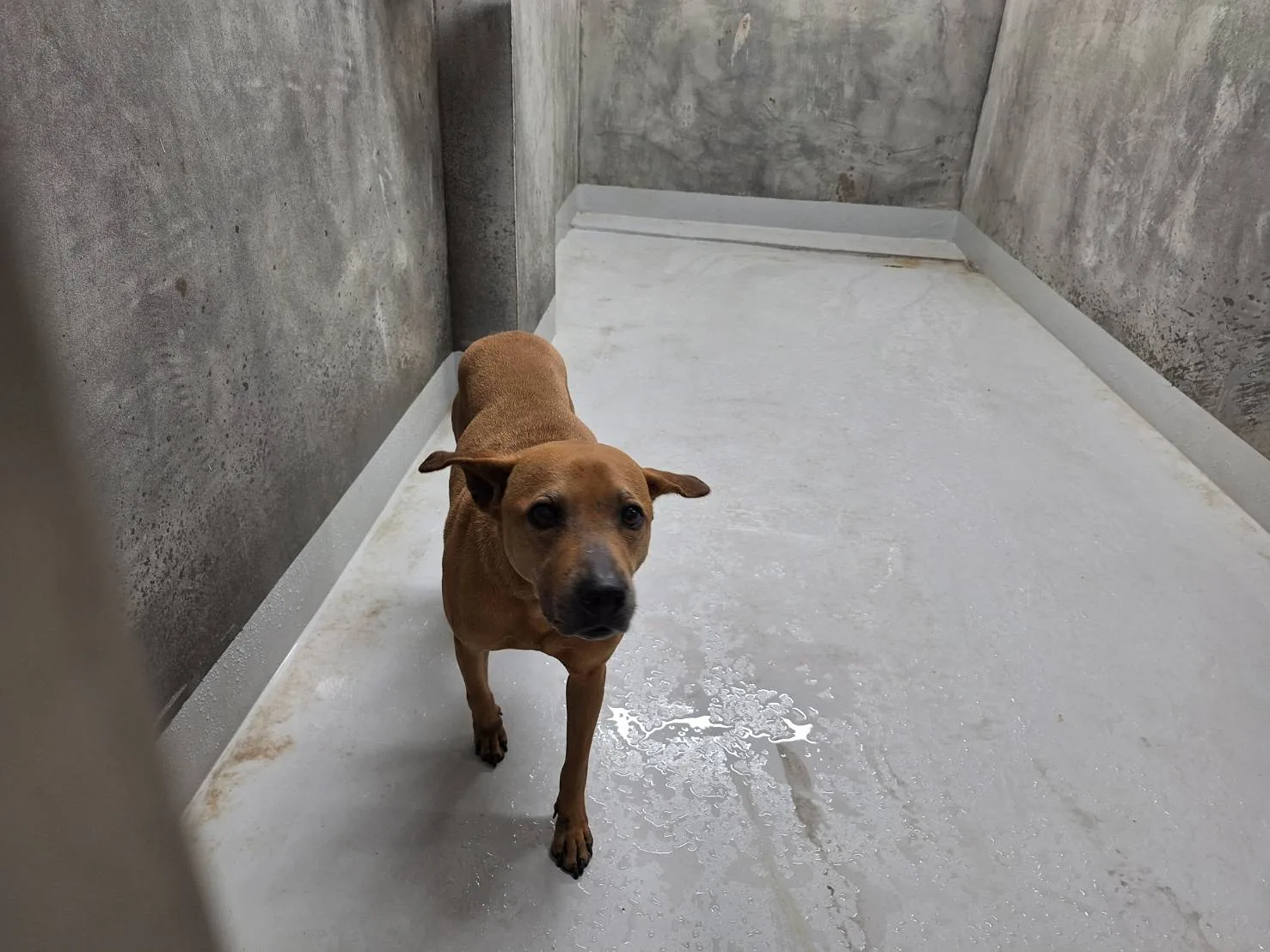 混種犬
