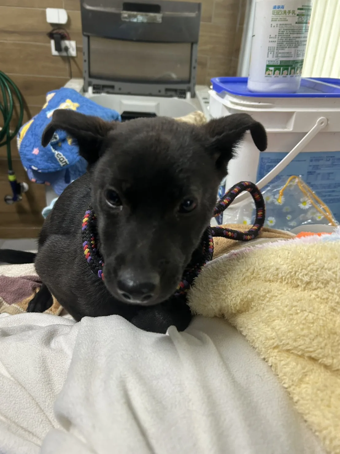 混種犬