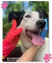 混種犬
