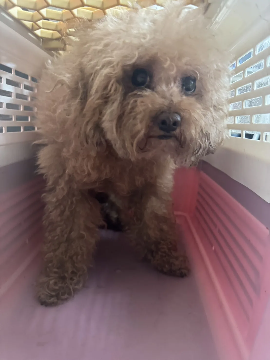 貴賓犬