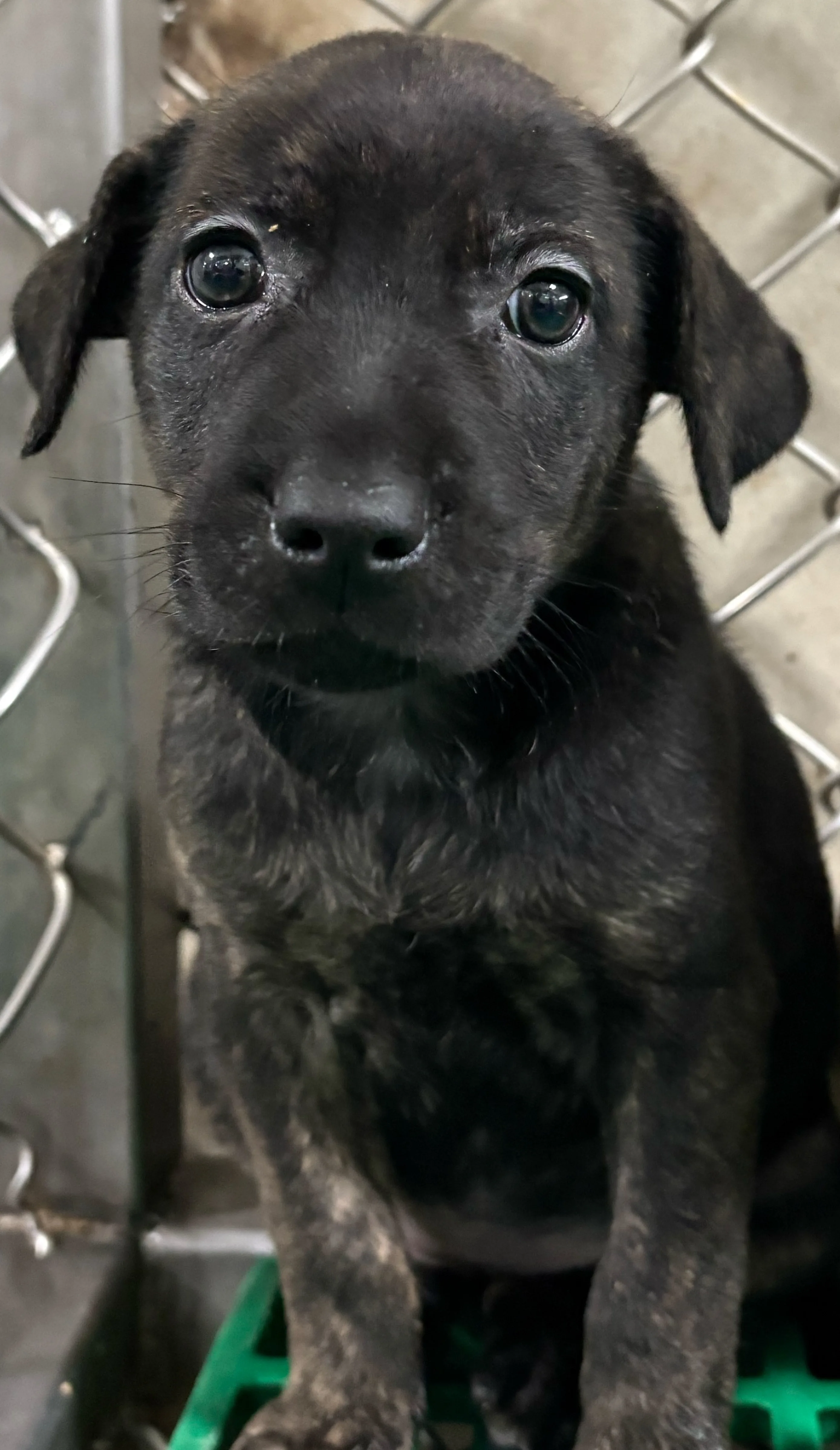 混種犬
