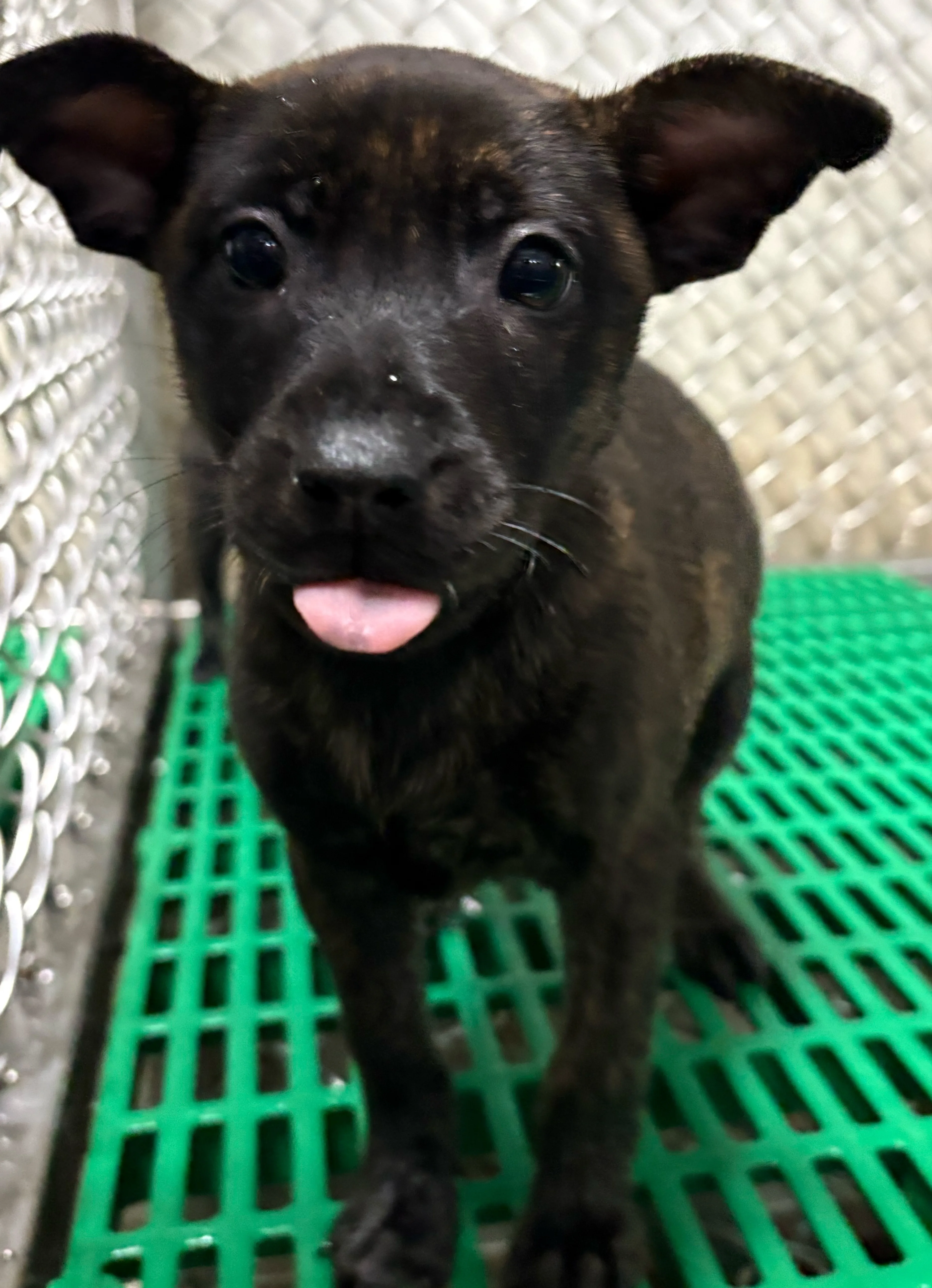 混種犬