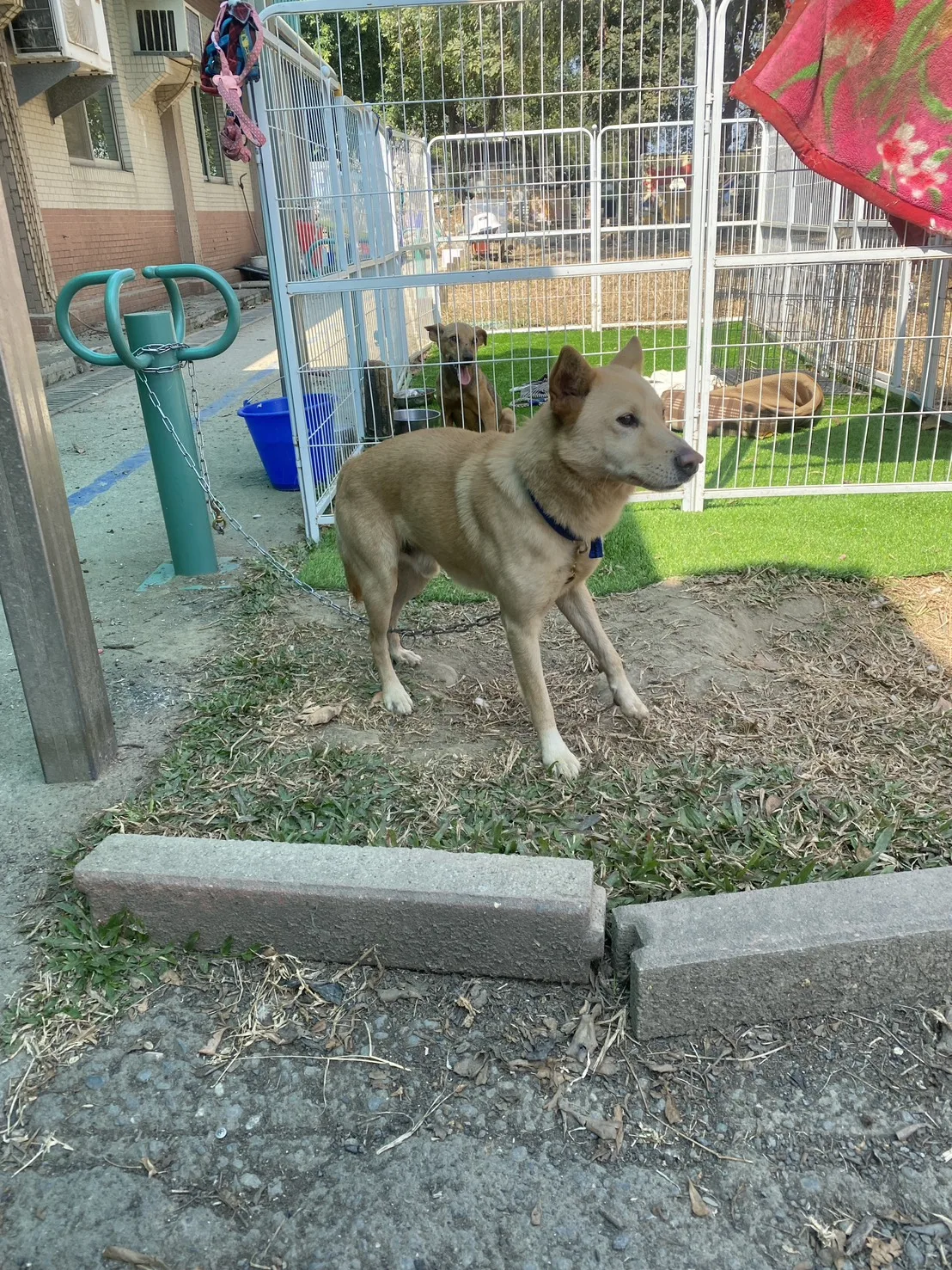 混種犬