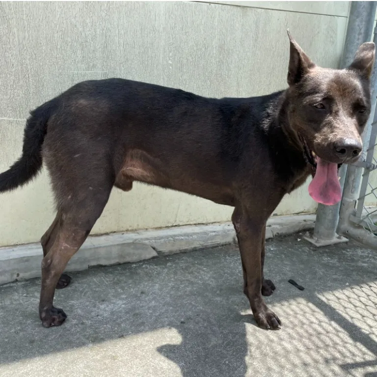 混種犬