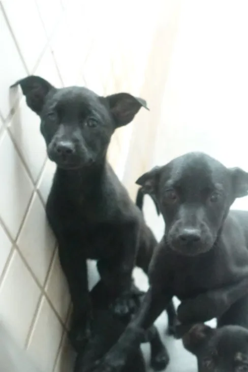 混種犬