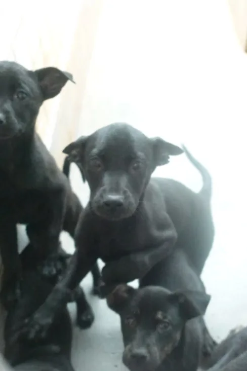 混種犬