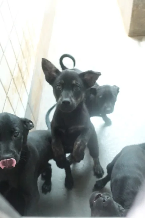 混種犬