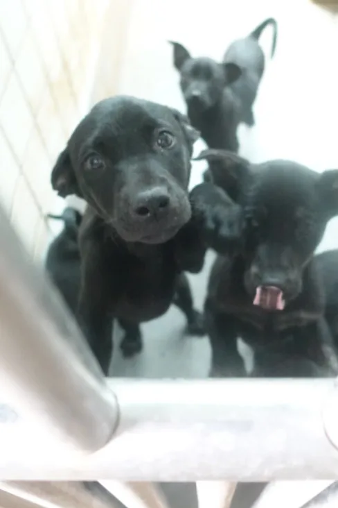 混種犬