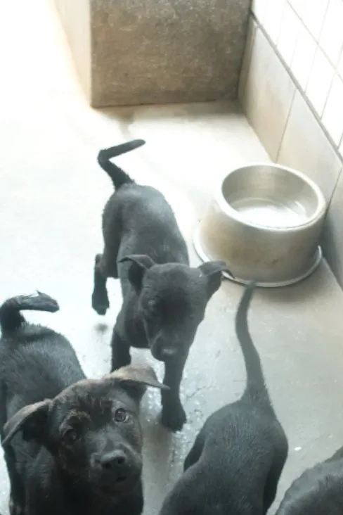 混種犬
