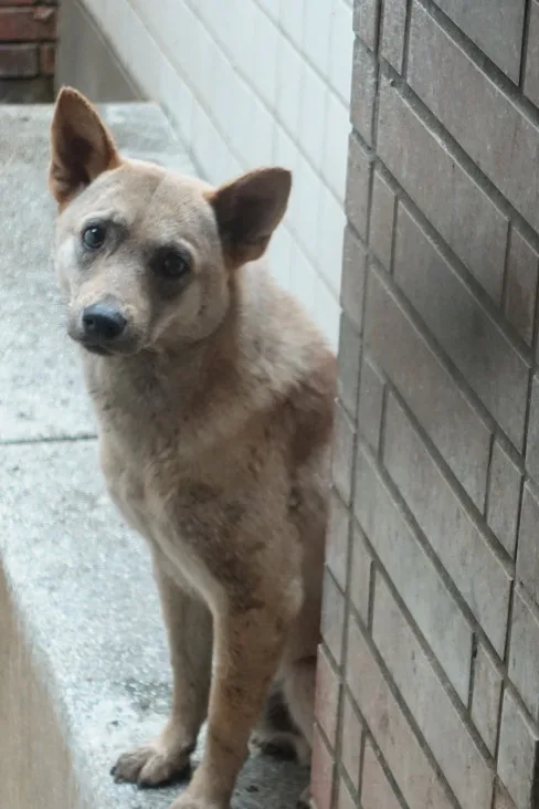 混種犬