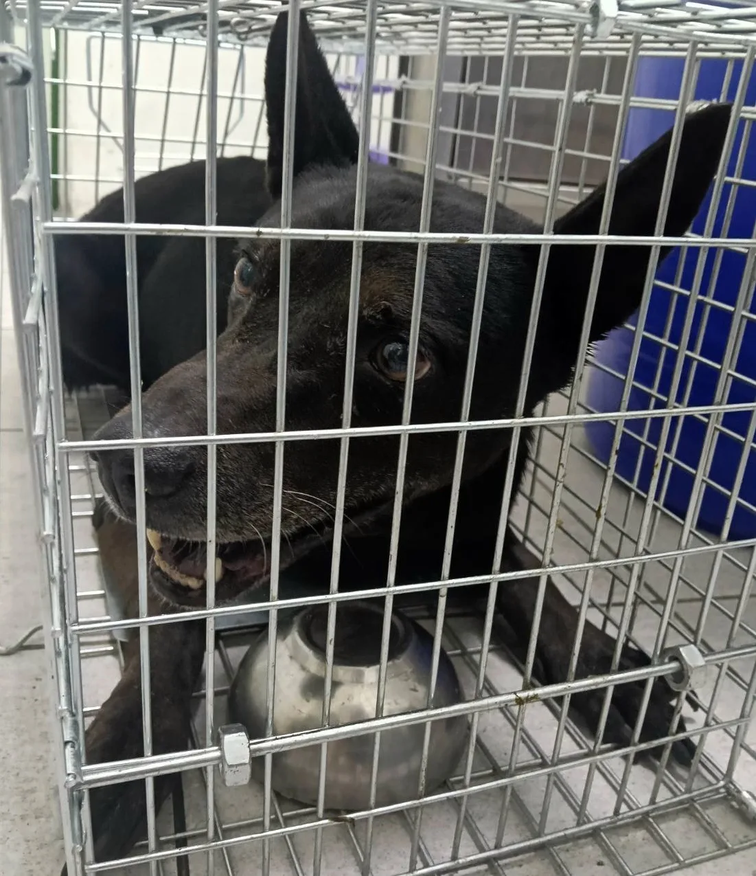 混種犬