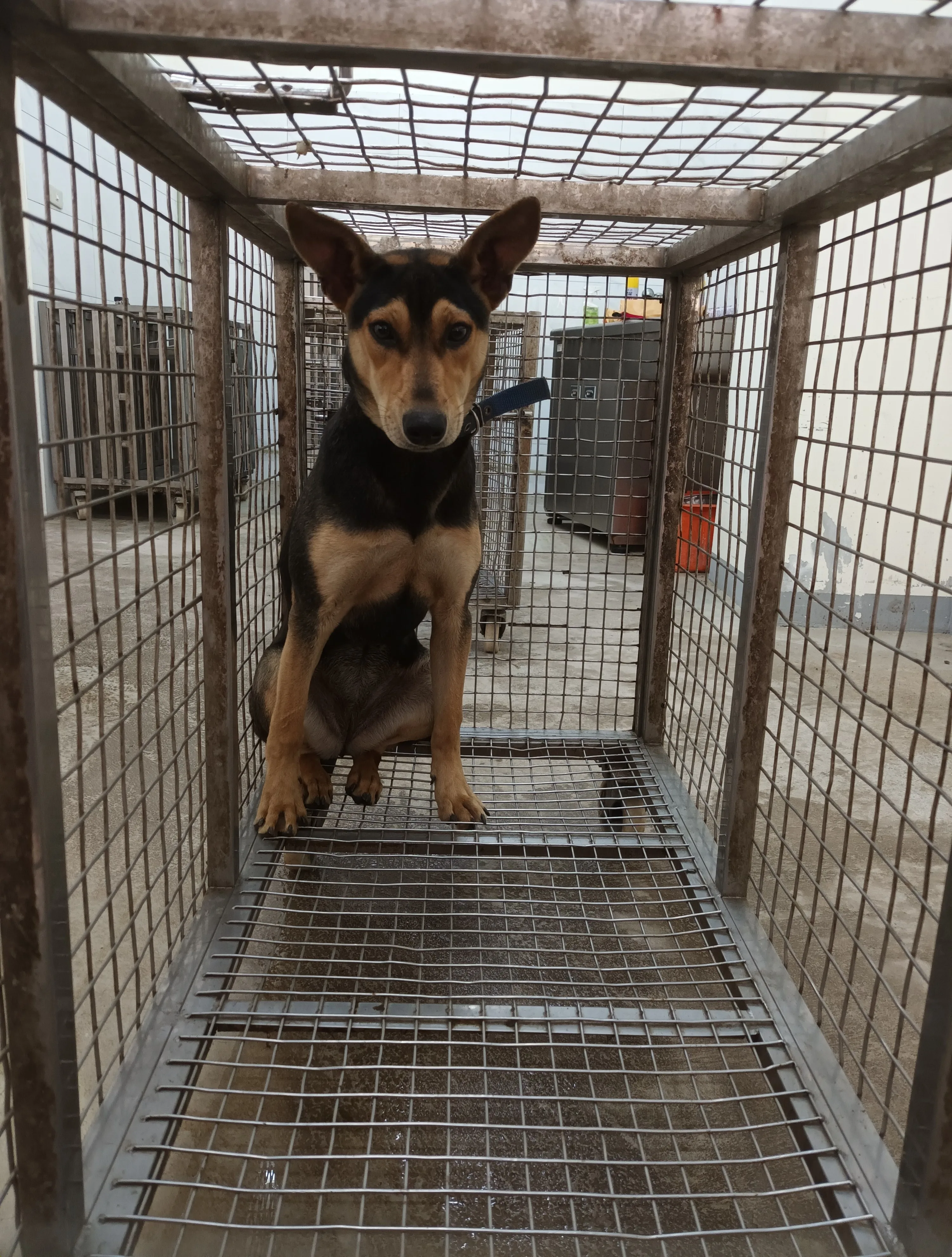 混種犬