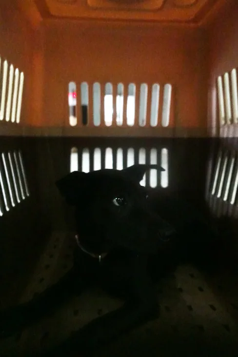 混種犬