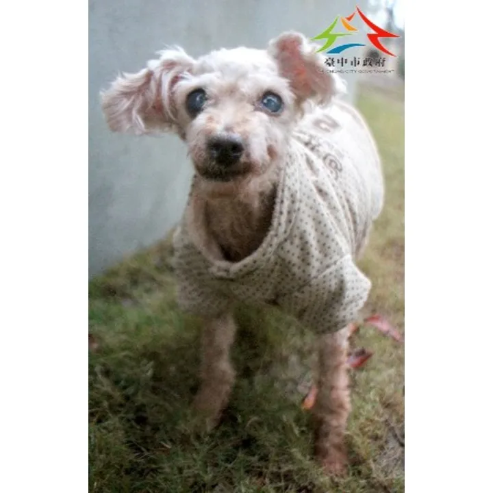 混種犬