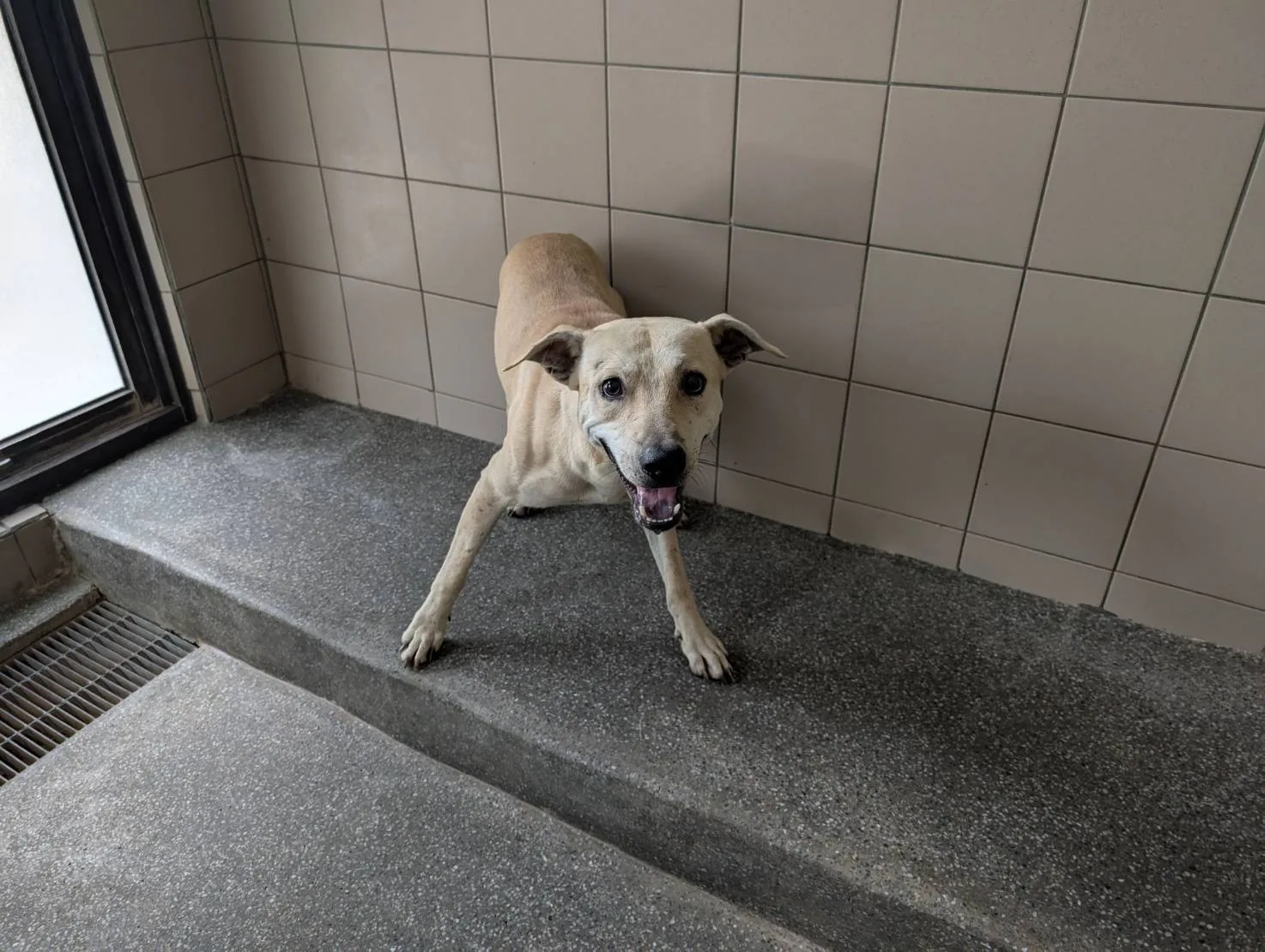 混種犬