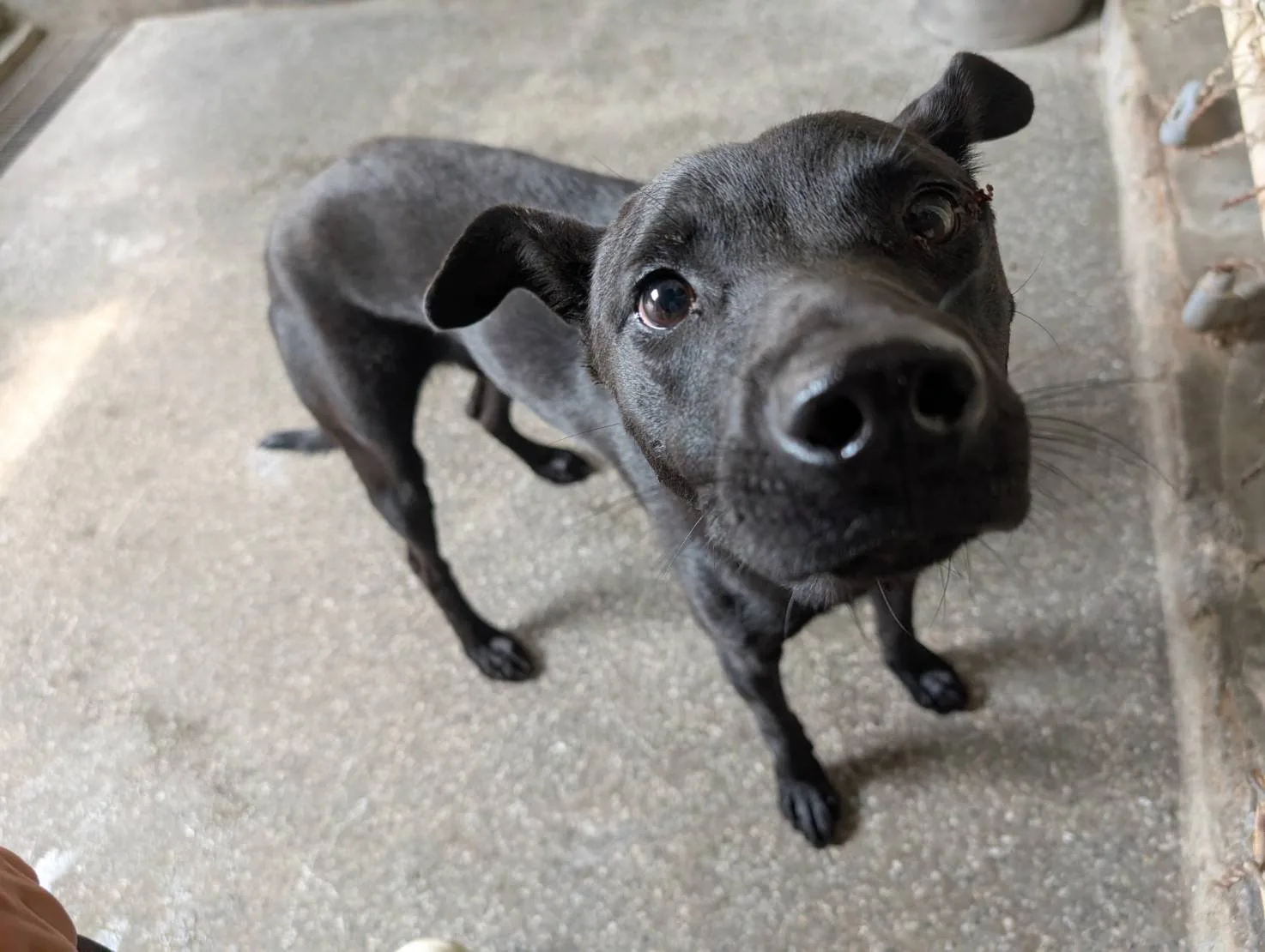 混種犬