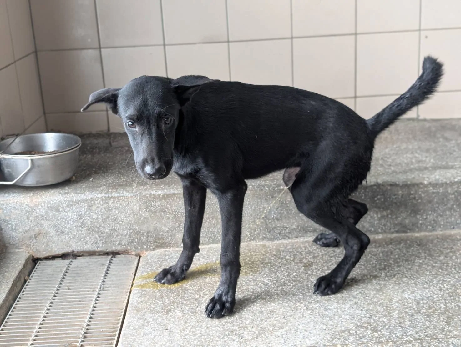 混種犬