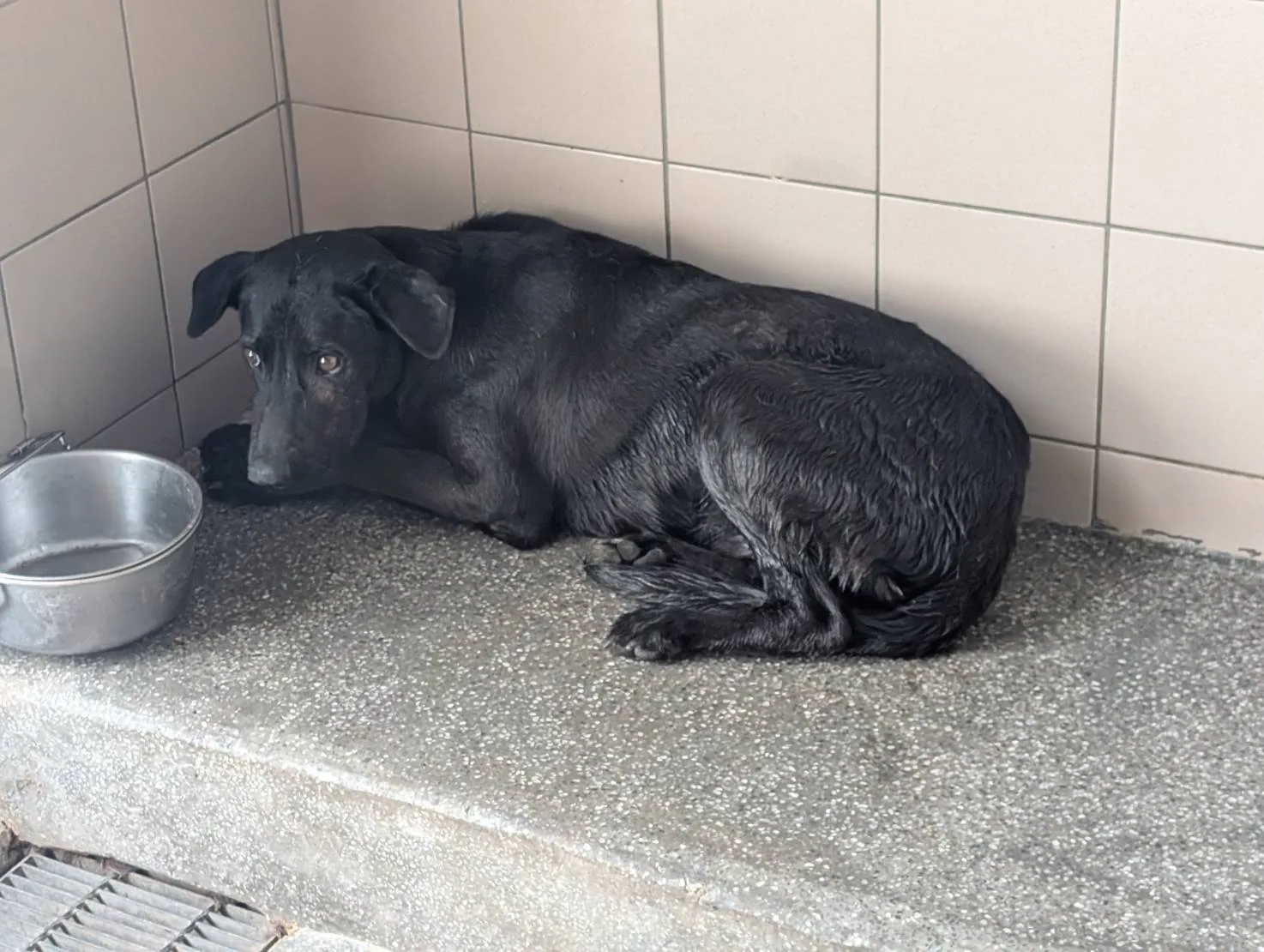 混種犬