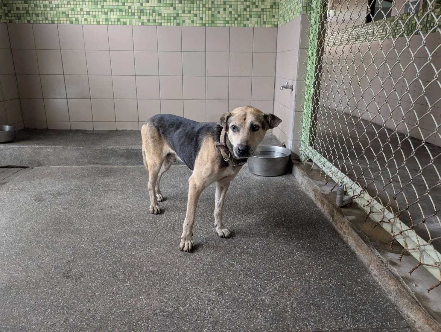 混種犬