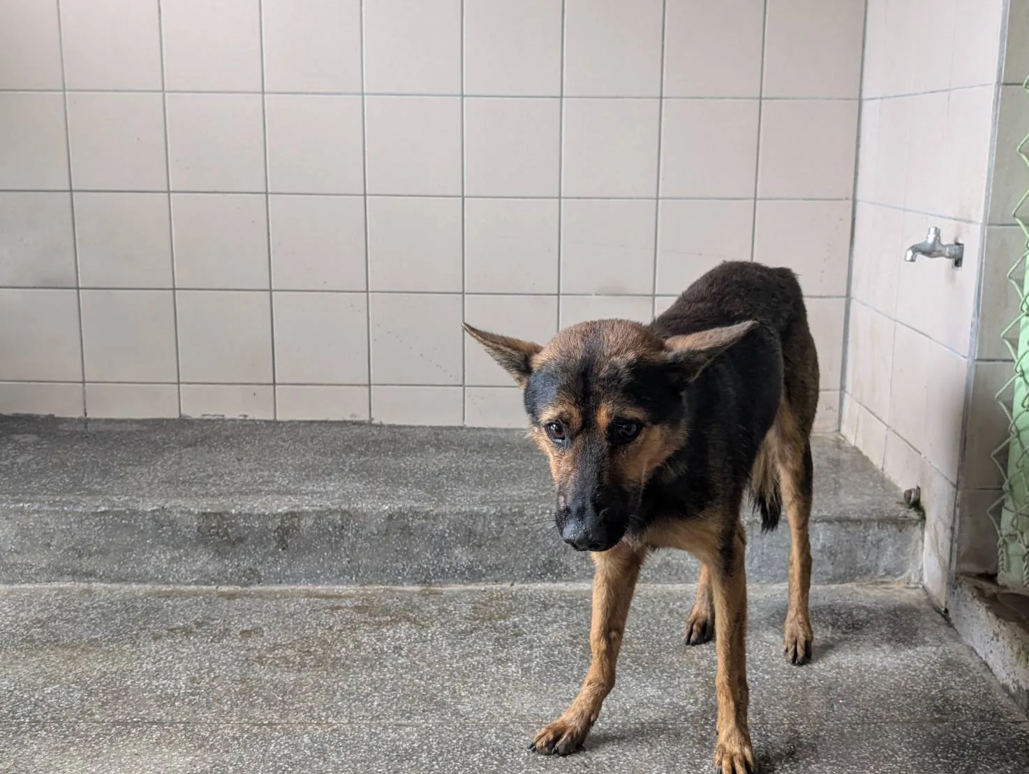 混種犬