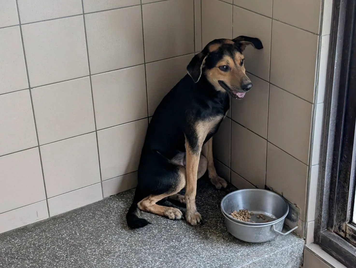 混種犬