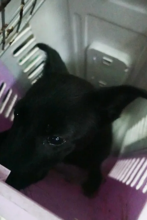 混種犬