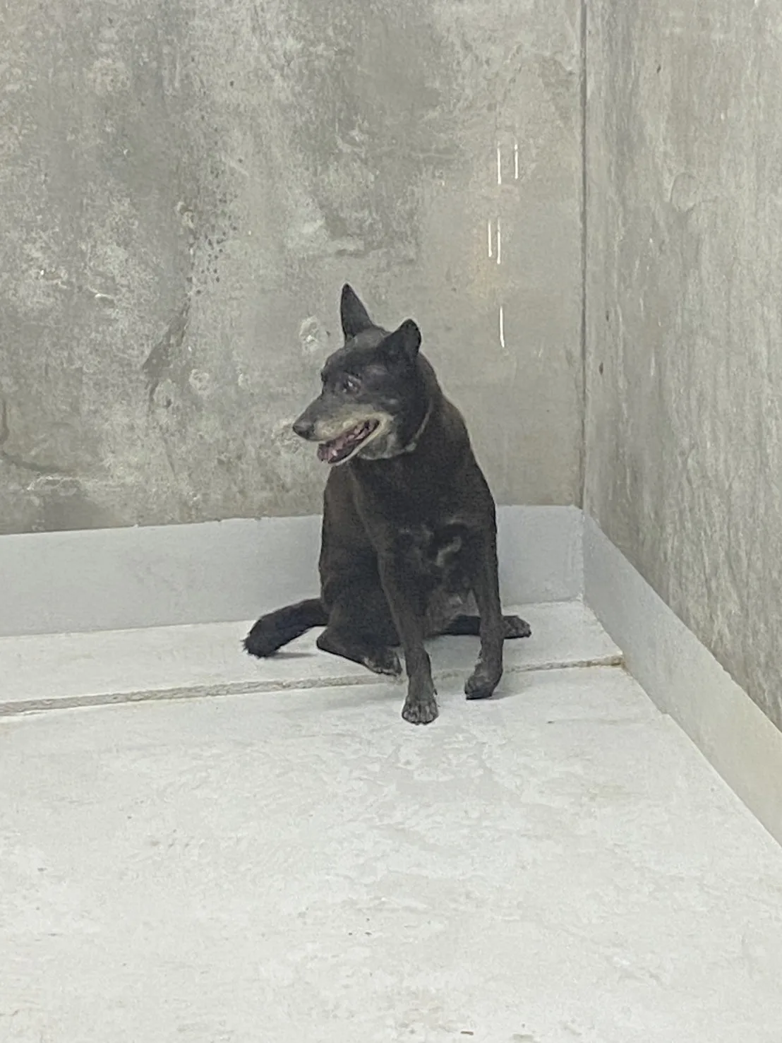 混種犬