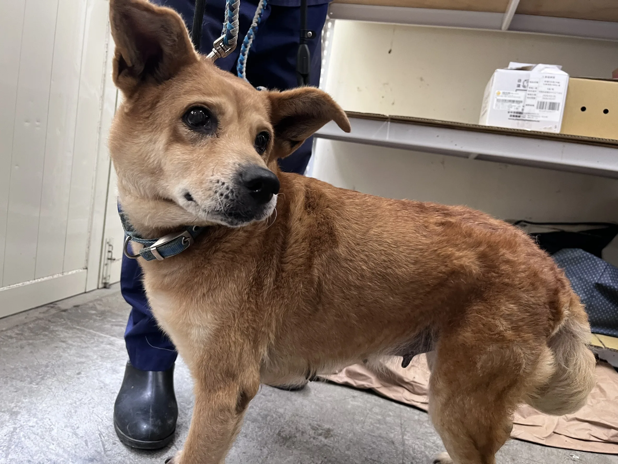 混種犬