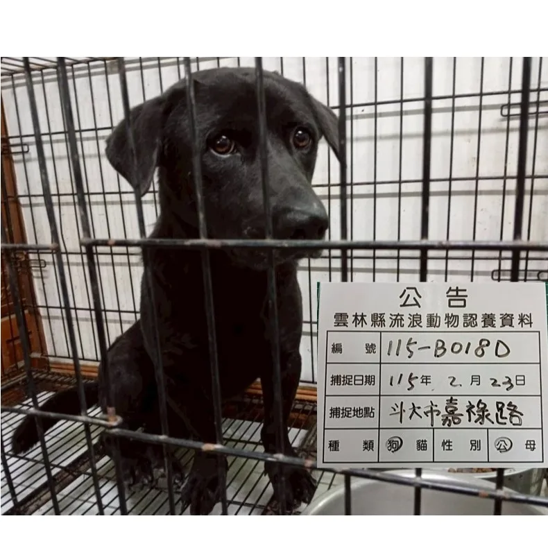 混種犬