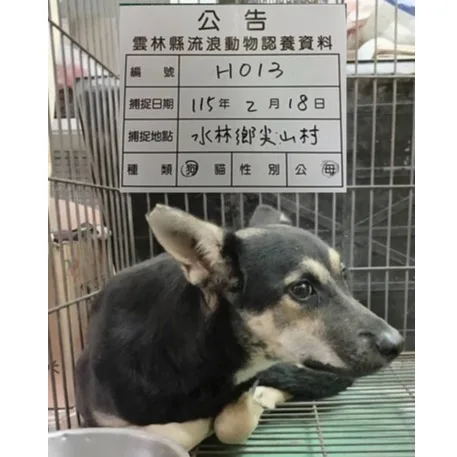 混種犬