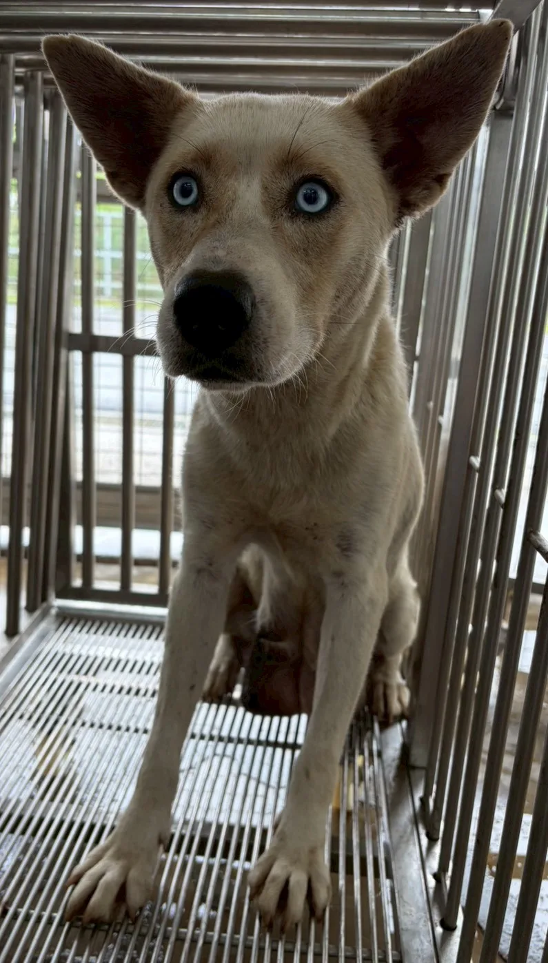混種犬