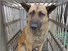 混種犬