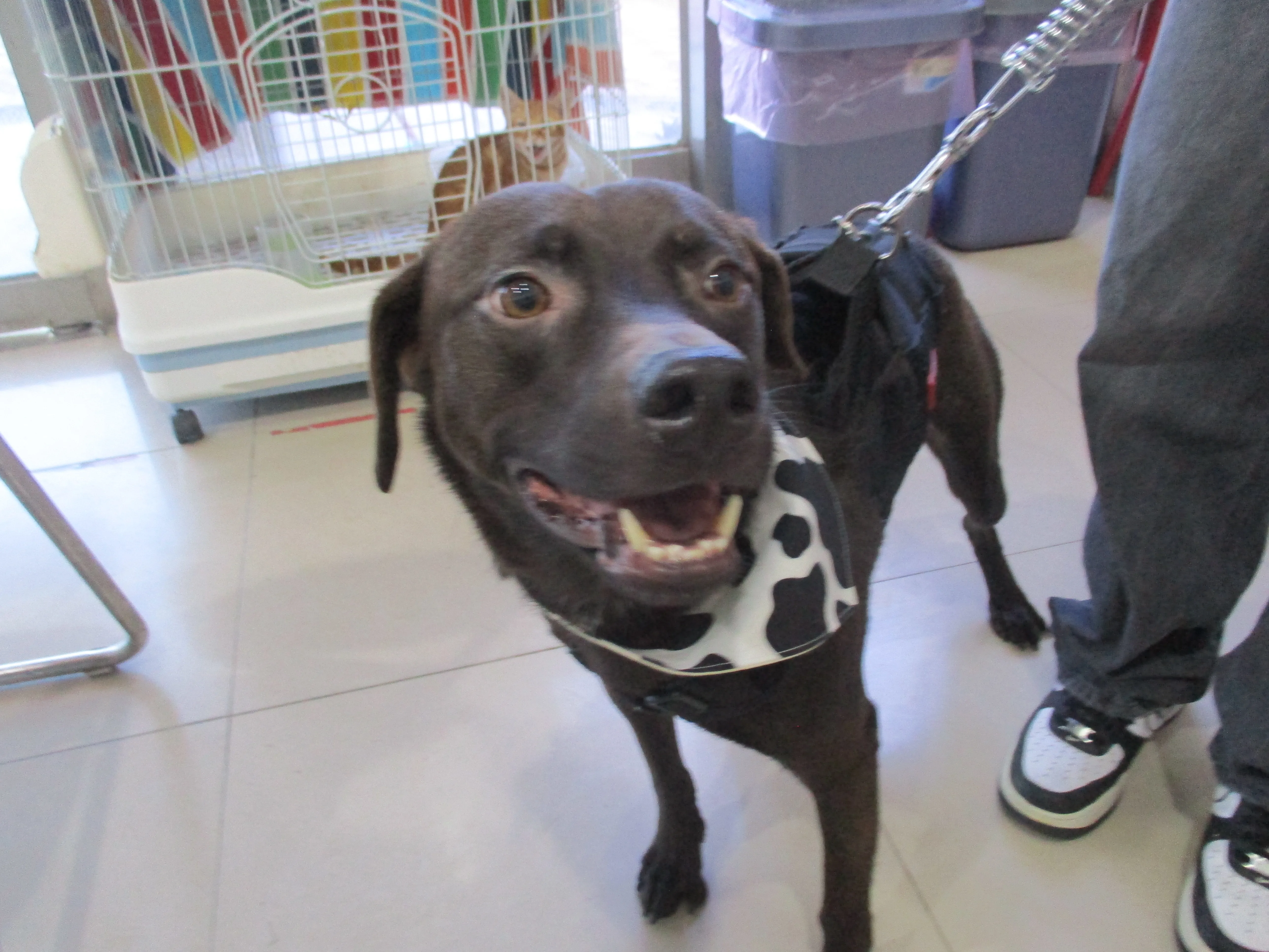 混種犬