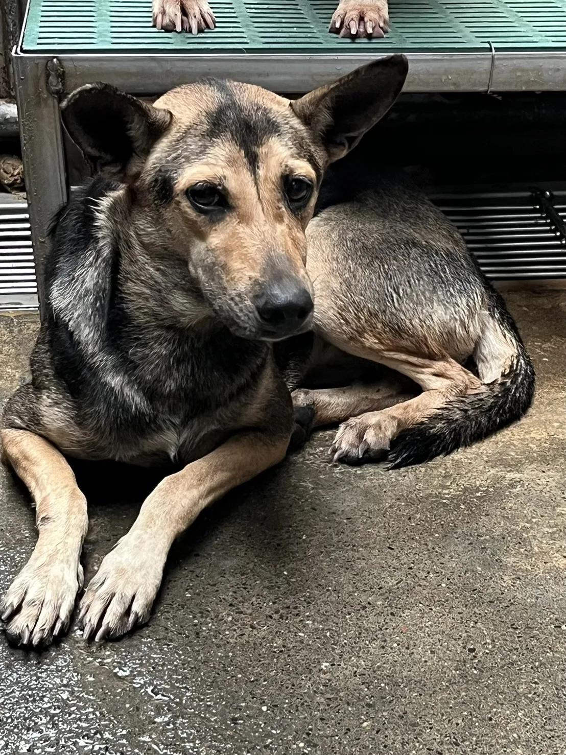 混種犬