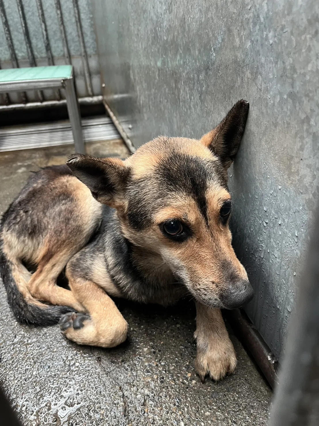 混種犬