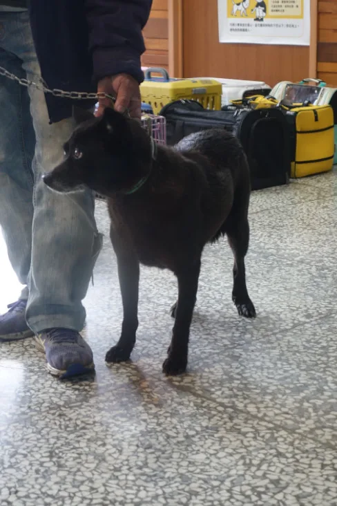 混種犬