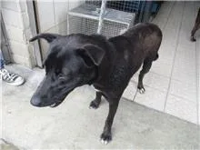 混種犬