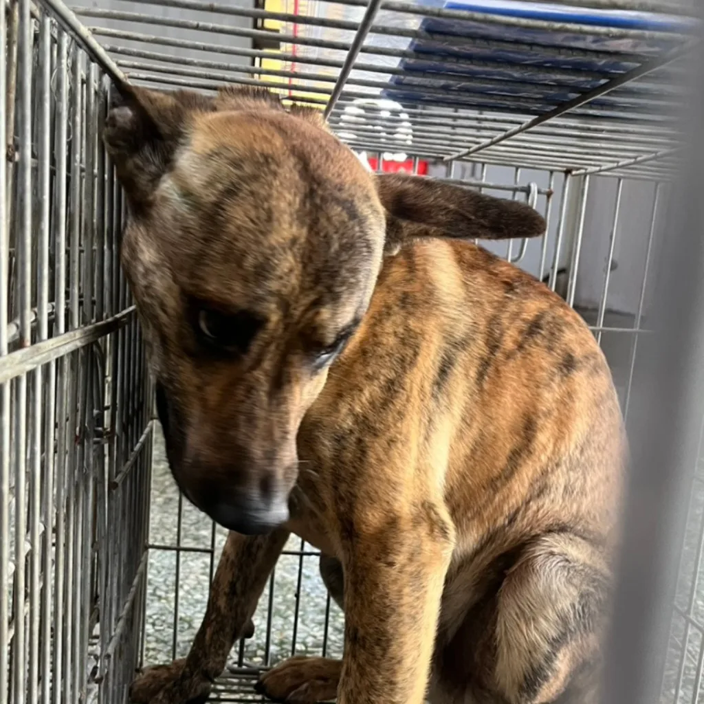 混種犬