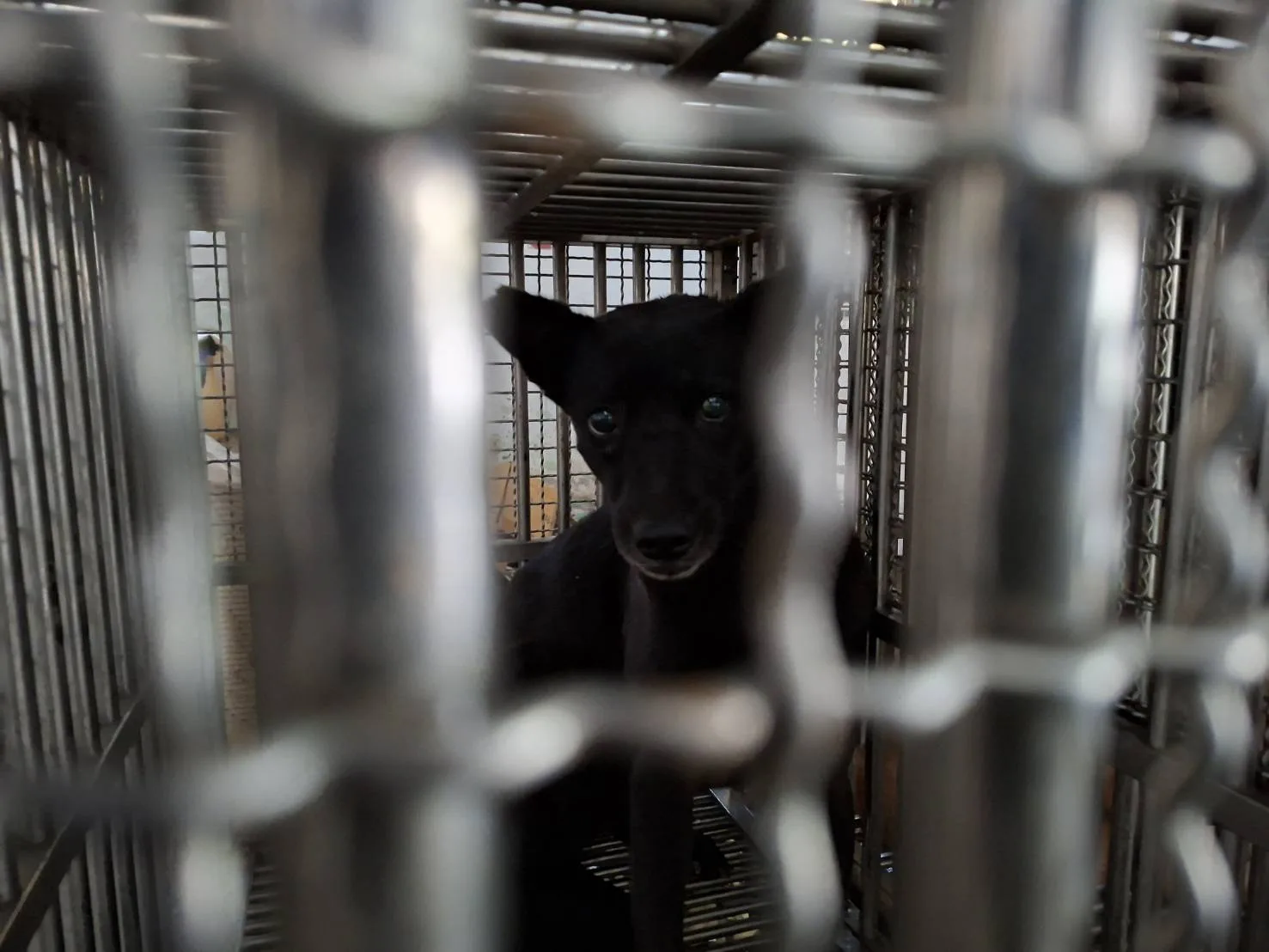 混種犬