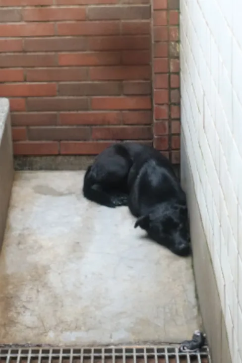 混種犬