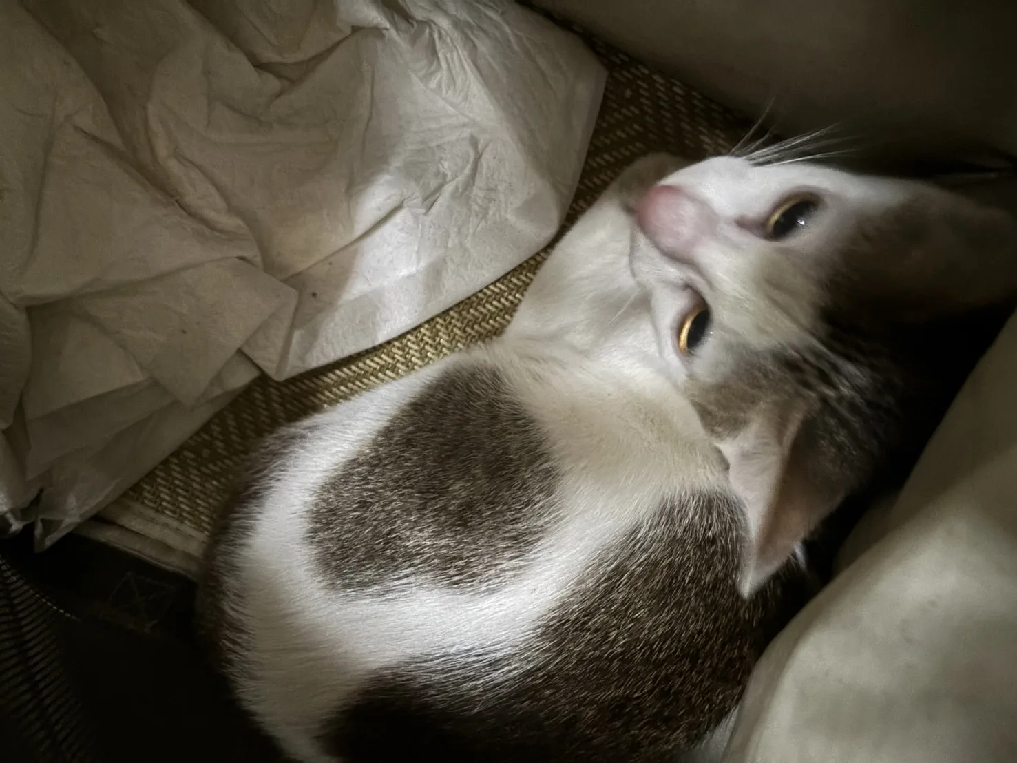 混種貓