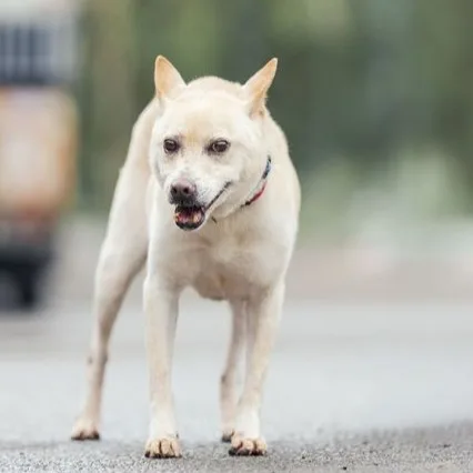 混種犬