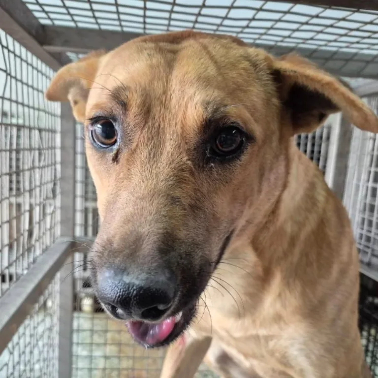 混種犬