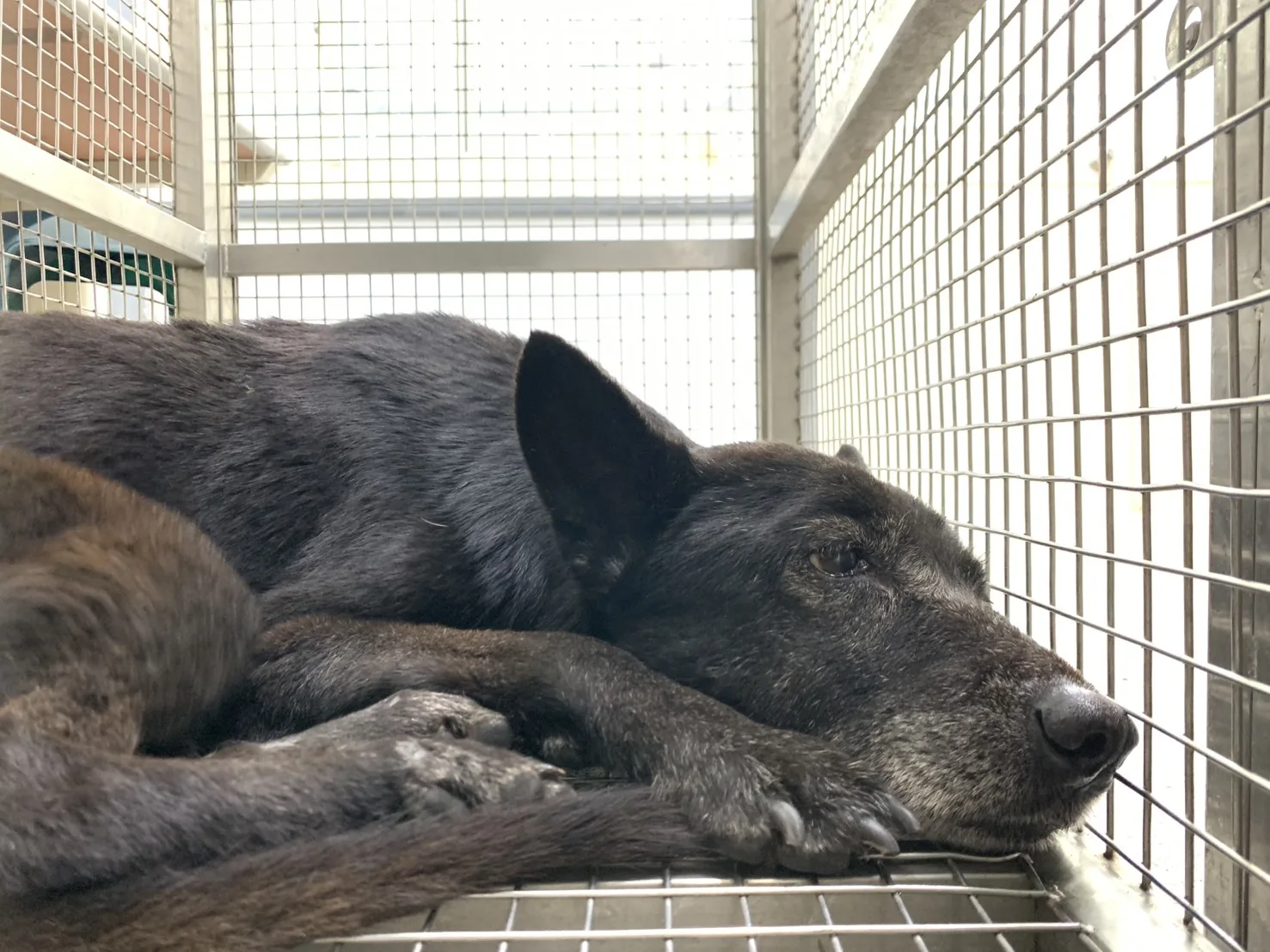 混種犬