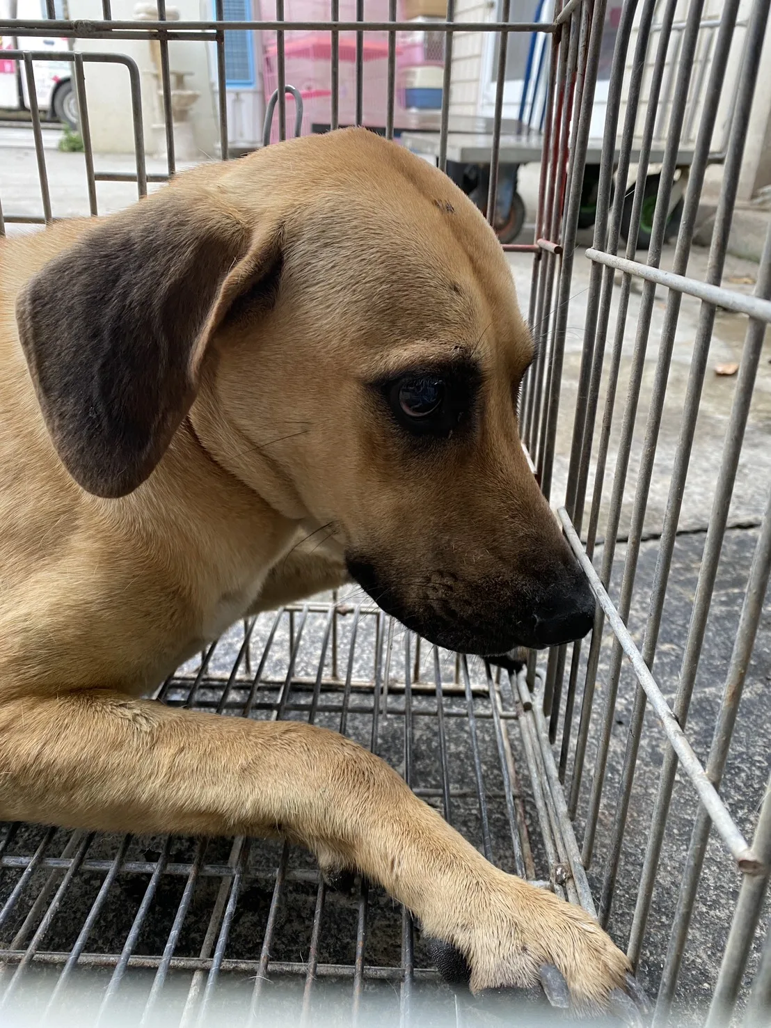 混種犬