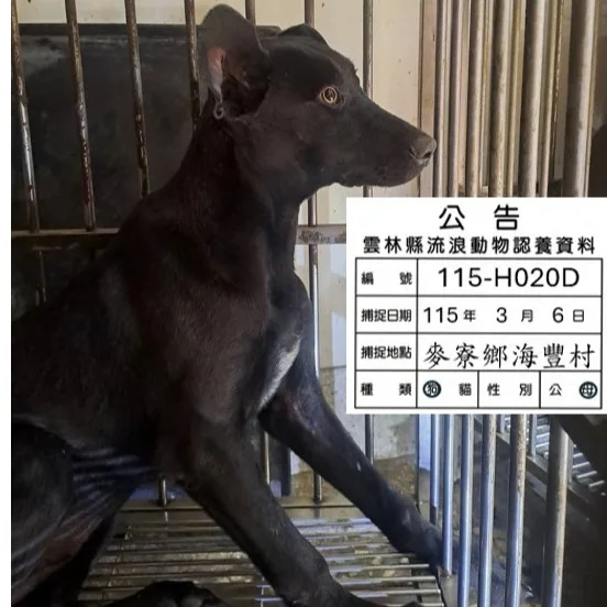 混種犬