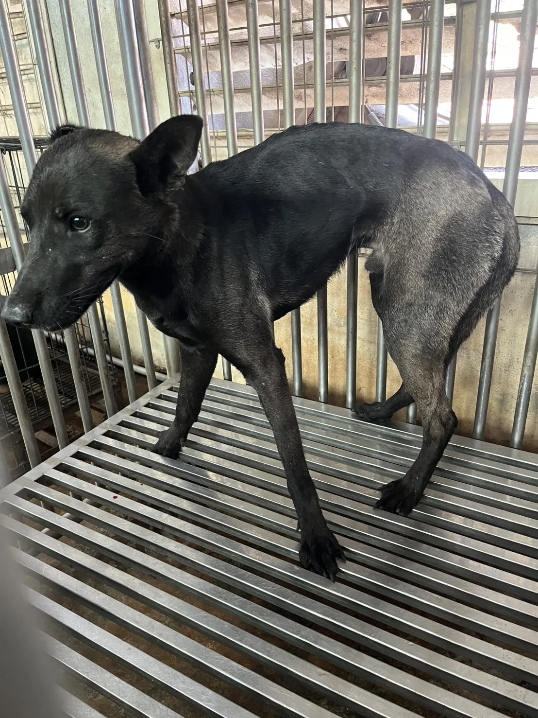混種犬